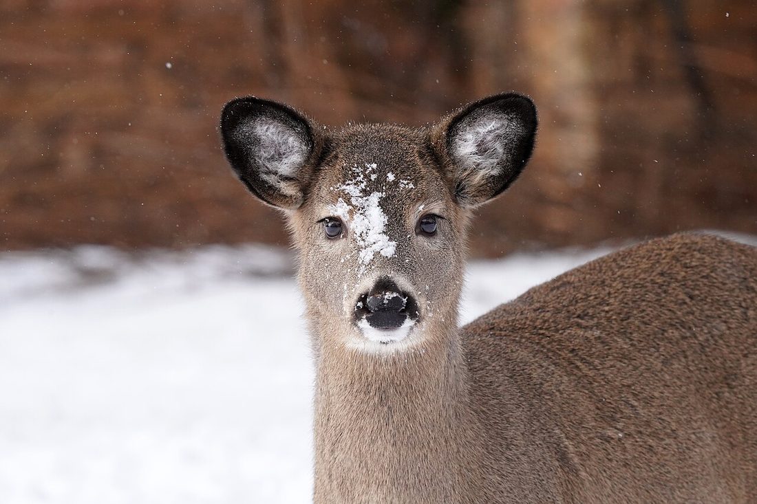 A white-tailed doe facing the camera in falling snow, snow dusted across her nose.