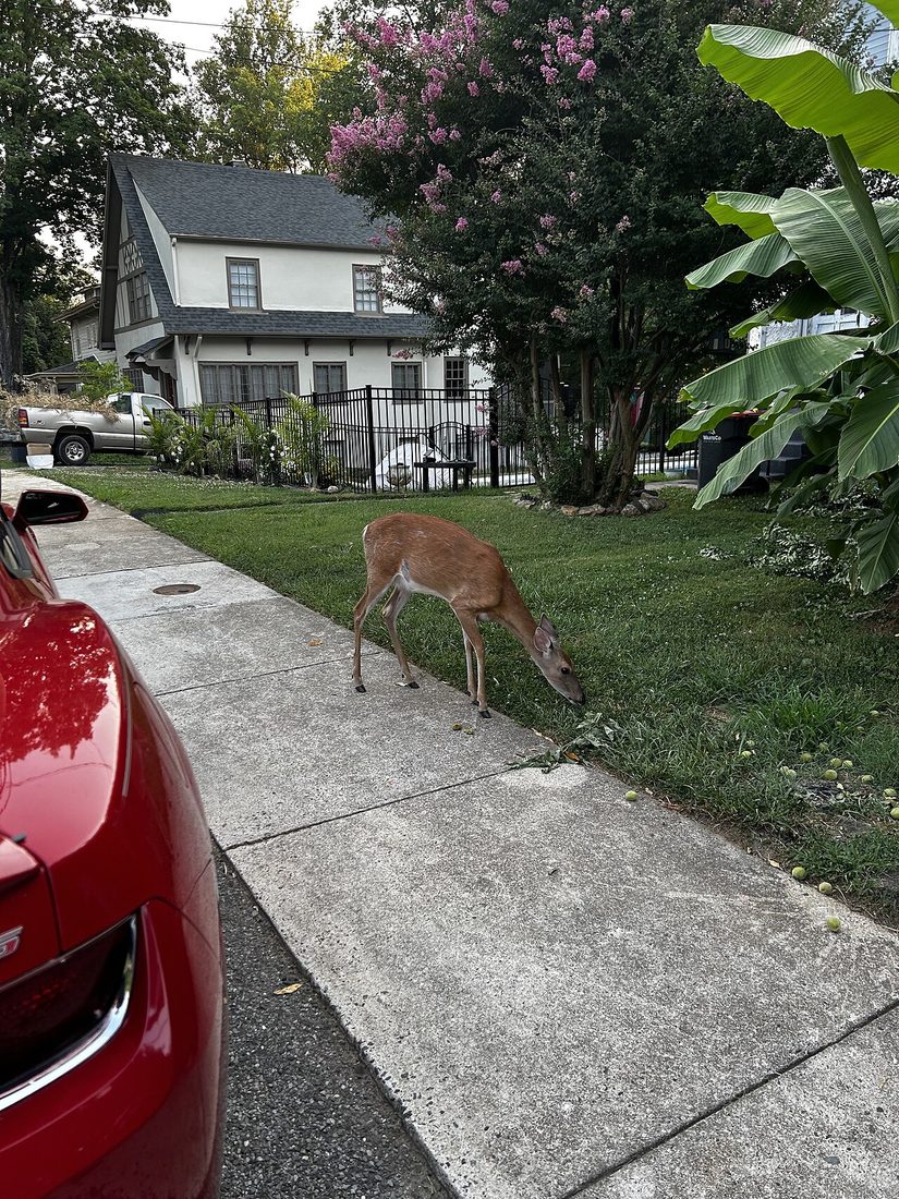 A young deer grazing on a suburban front lawn, a few feet from a parked red car on the street.